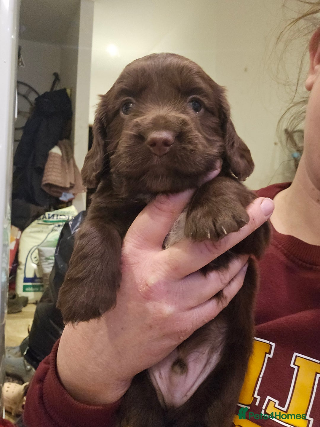 Mixed Breed dogs for sale: Springer spaniel x miniature dachshund  - Advert 6