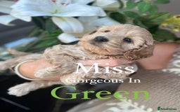 Cockapoo dogs for sale: F1 Cockapoo’s DNA Health Tested Parents - Image 30