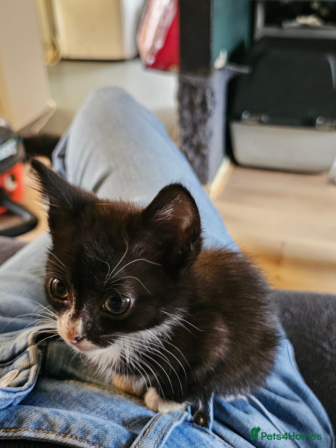 Mixed Breed cats for sale: Adorable kittens looking for their forever homes  - Image 9