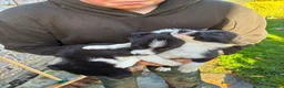 Border Collie dogs for sale: 3 gorgeous collie boy puppies  - Advert 4