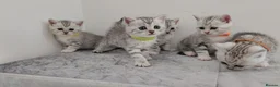 British Shorthair cats for sale: 🏆 Pedigree Silver British Shorthair Kittens 🏆 - Advert 8
