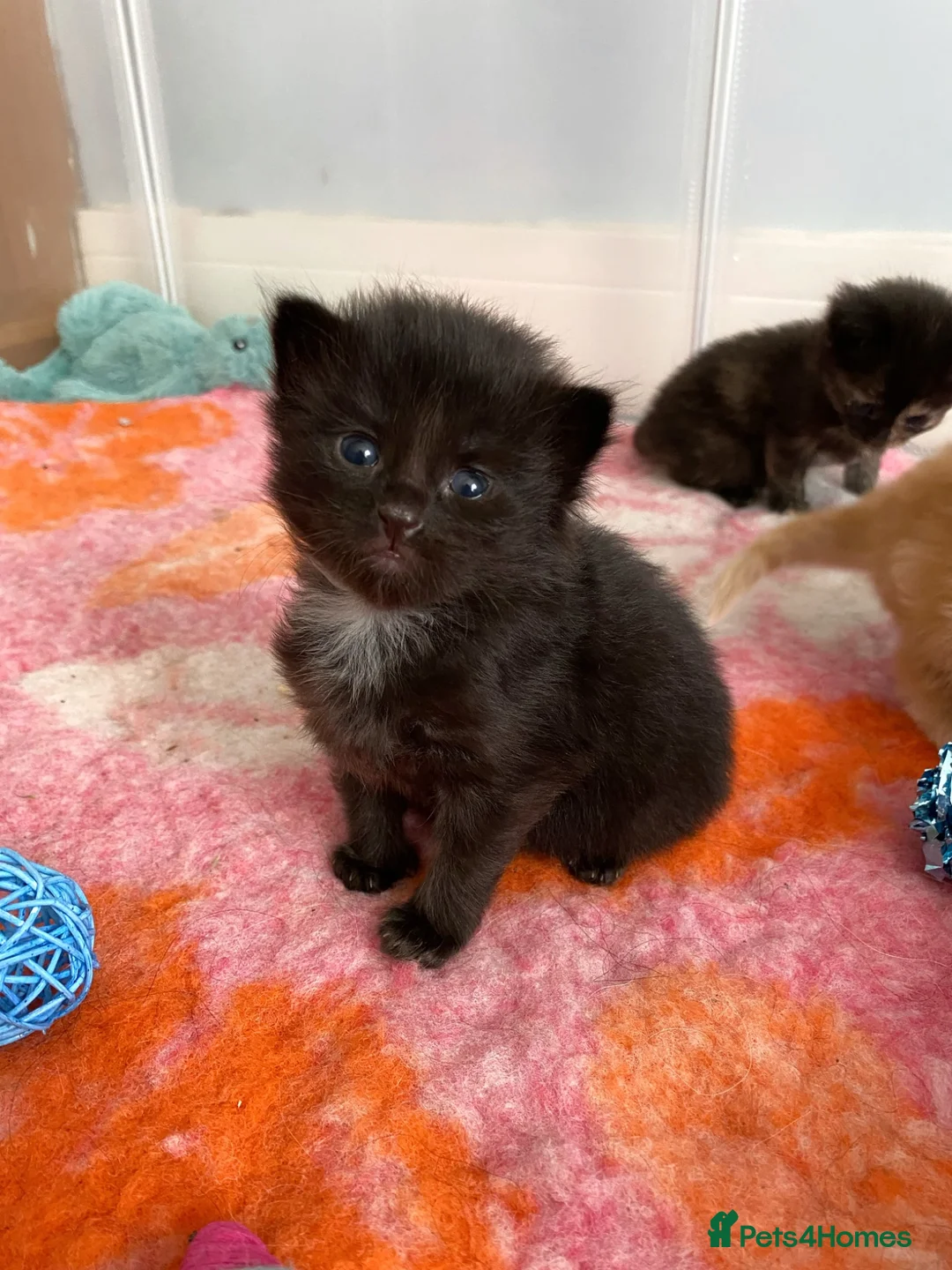Maine Coon cats for sale: 3 female mainecoon mix kittens  - Advert 2