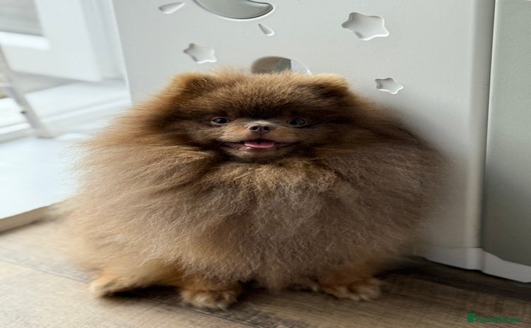 Pomeranian dogs - Advert 14