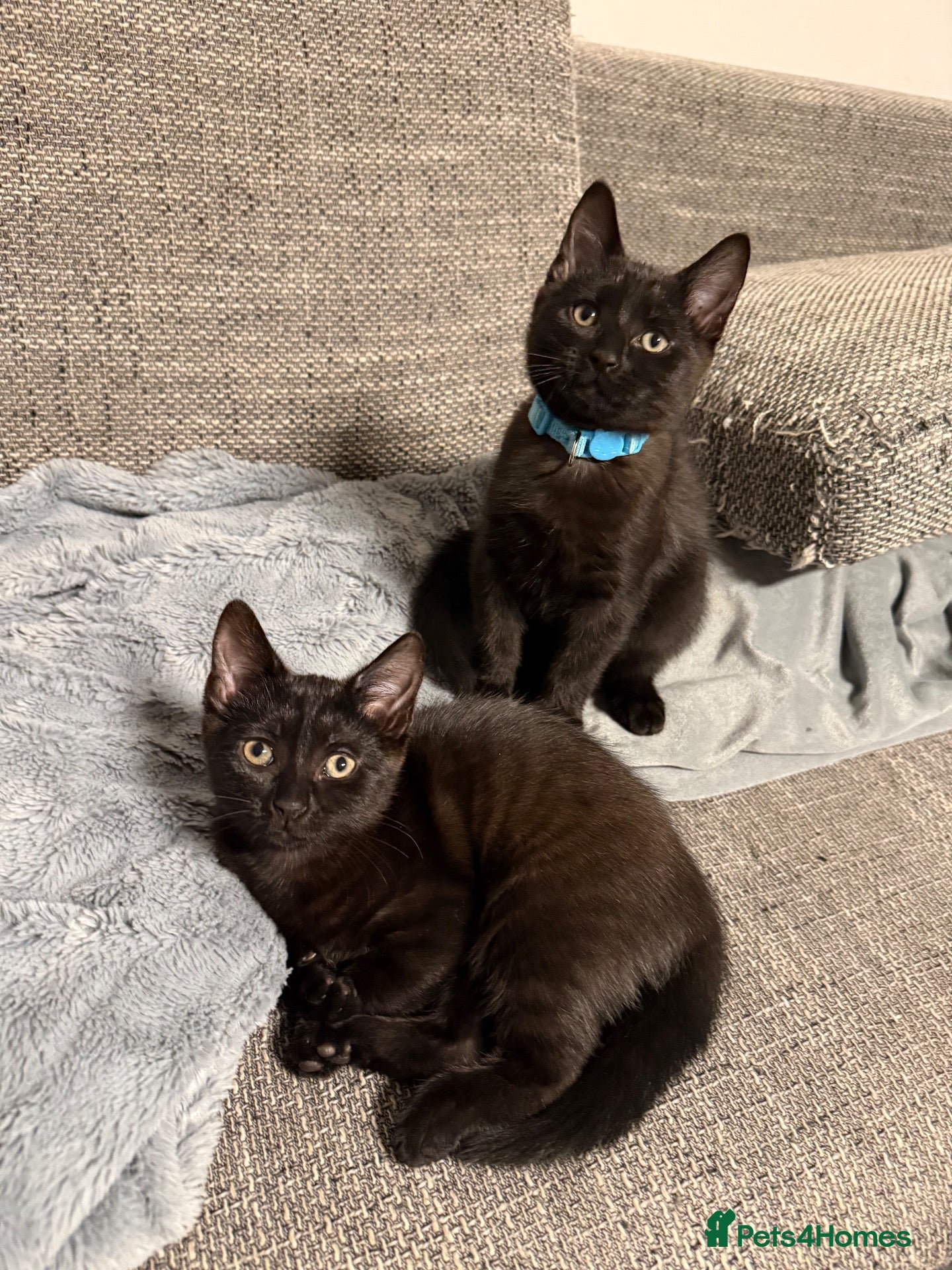 Mixed Breed cats 3 Gorgeous Little Troublemakers Looking for Homes - Advert 1