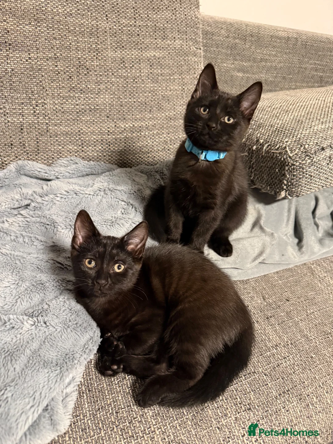 Mixed Breed cats for sale: 3 Gorgeous Little Troublemakers Looking for Homes - Advert 1