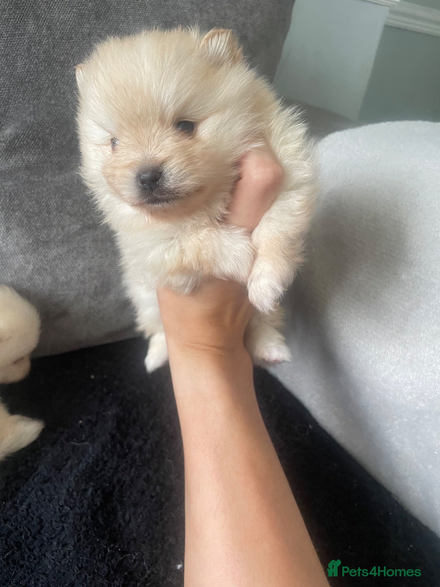 Pomeranian dogs Beautiful teddy bear faced poms - Advert 20