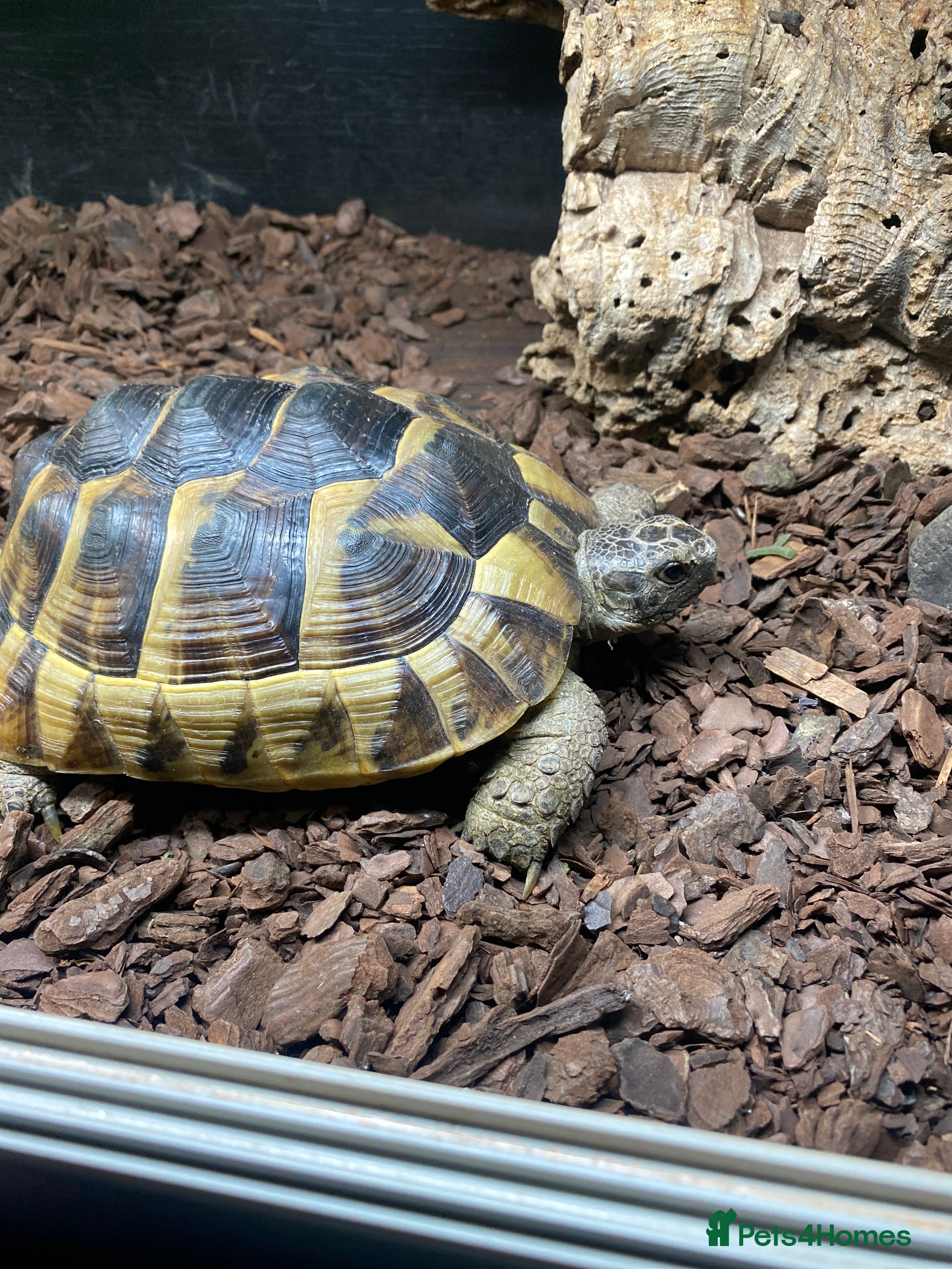 Hermann Tortoise reptiles Tortoise female - Advert 2
