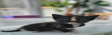 Kitten 2