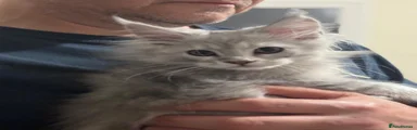 Maine Coon 4