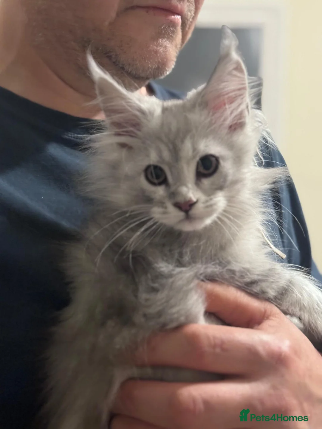 Maine Coon cats for sale: Gorgeous Maine Coon Kittens with GCCF Pedigree  - Advert 2