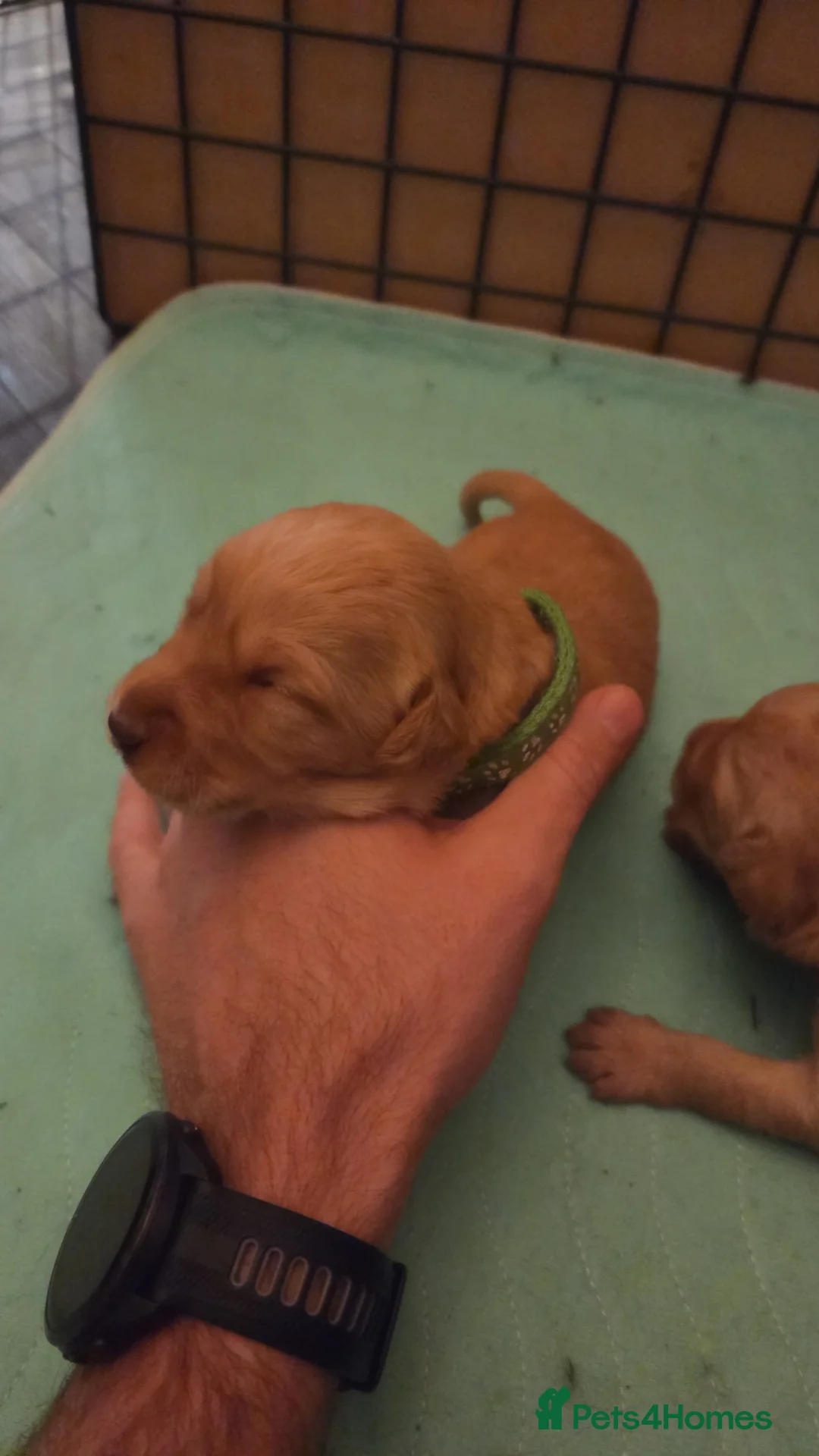 Labradoodle dogs for sale: Labrodoodle Puppies - Advert 19