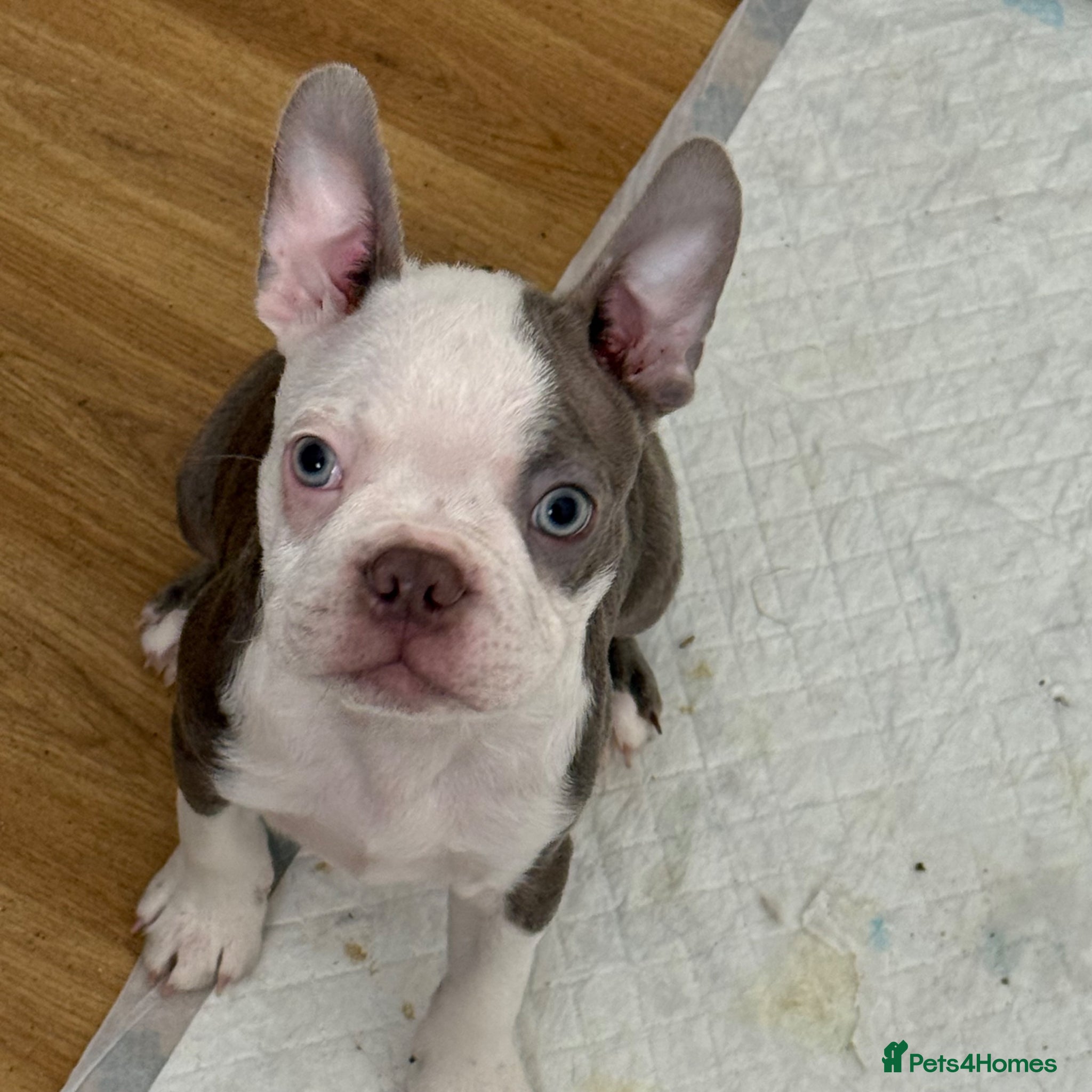 Boston Terrier dogs KC registered Boston Terrier ready now  - Advert 1