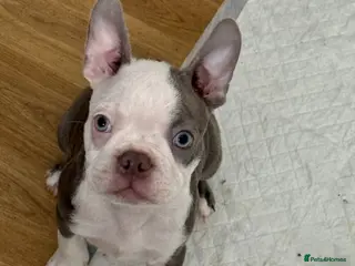 Boston Terrier dogs Fully vaccinated KC registered Boston Terriers - Advert 8