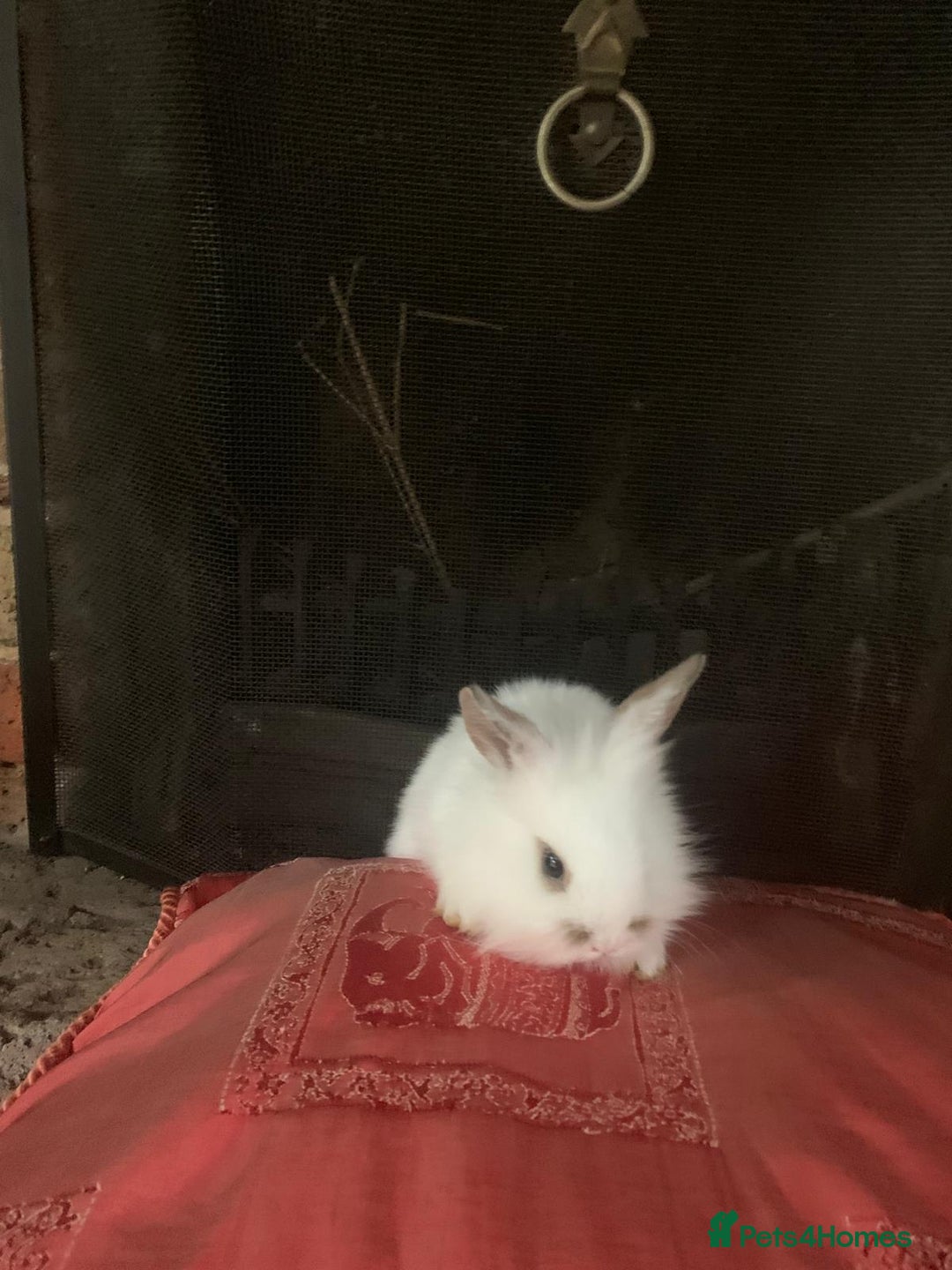 Dwarf Lop rabbits for sale: Dwraf Buinnes for Sale  - Advert 9