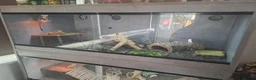 Bearded Dragon reptiles for sale:  2 Male bearded dragon + 1 female dragon  - Advert 11