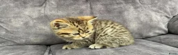 British Shorthair cats for sale: Male kitten bsh x bengal  in Leicester - Advert 7