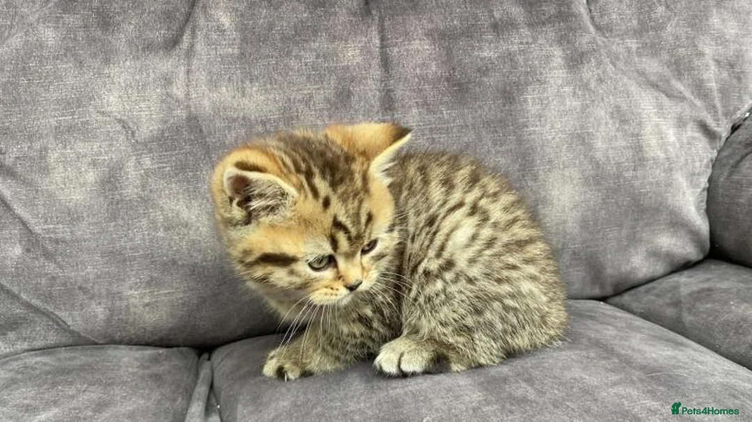 British Shorthair cats for sale: Male kitten bsh x bengal  in Leicester - Advert 7