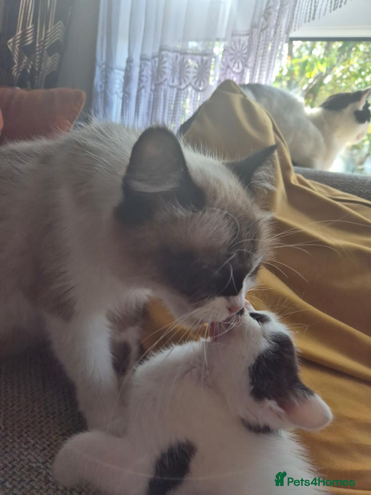 Mixed Breed cats Cross ragdoll  - Advert 1