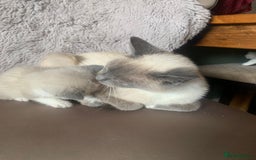 Persian cats for sale: Our cute adorable little female seal point  - Image 15