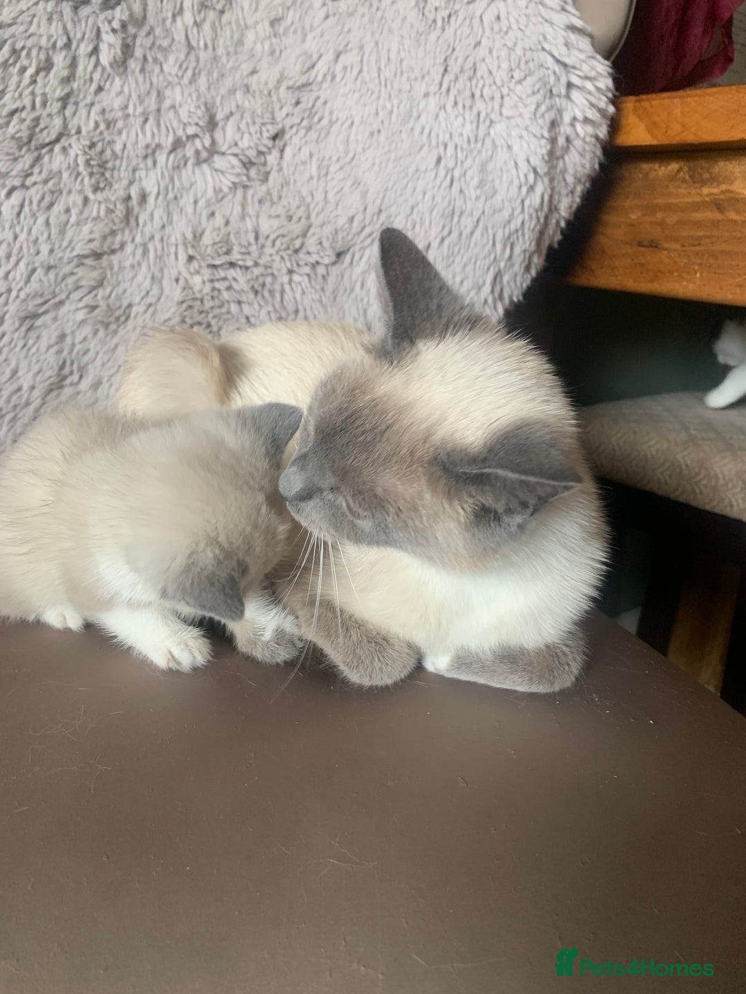 Persian cats for sale: Our cute adorable little female seal point  - Image 15