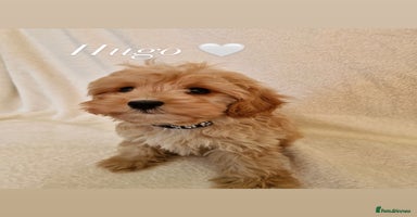Cavapoochon dogs - Advert 4