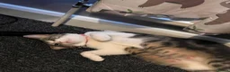Domestic Shorthair cats for sale: Female kitten - Advert 9