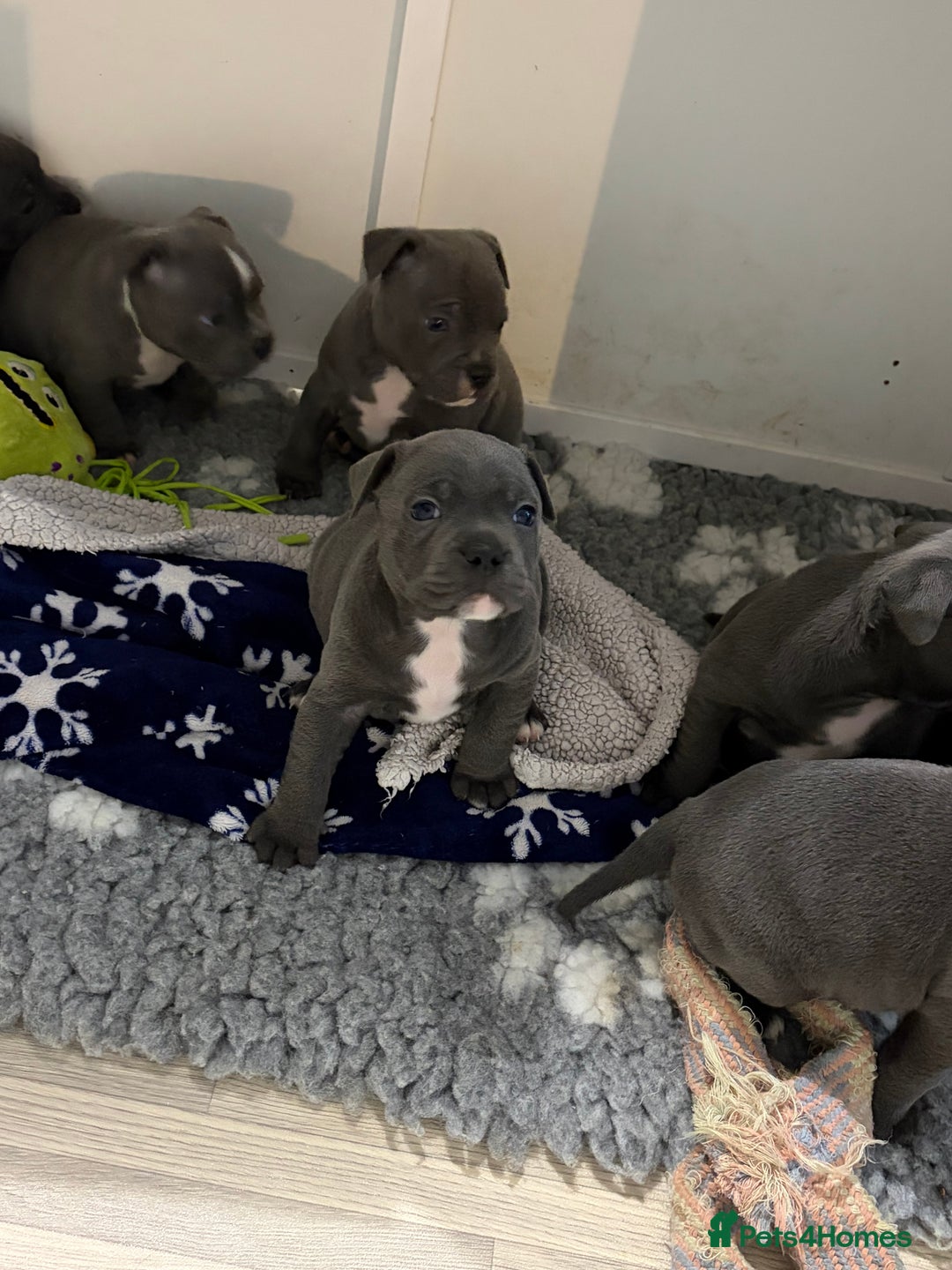Staffordshire Bull Terrier dogs for sale: Pure Pedigree Blue Staffie Pups - Advert 10