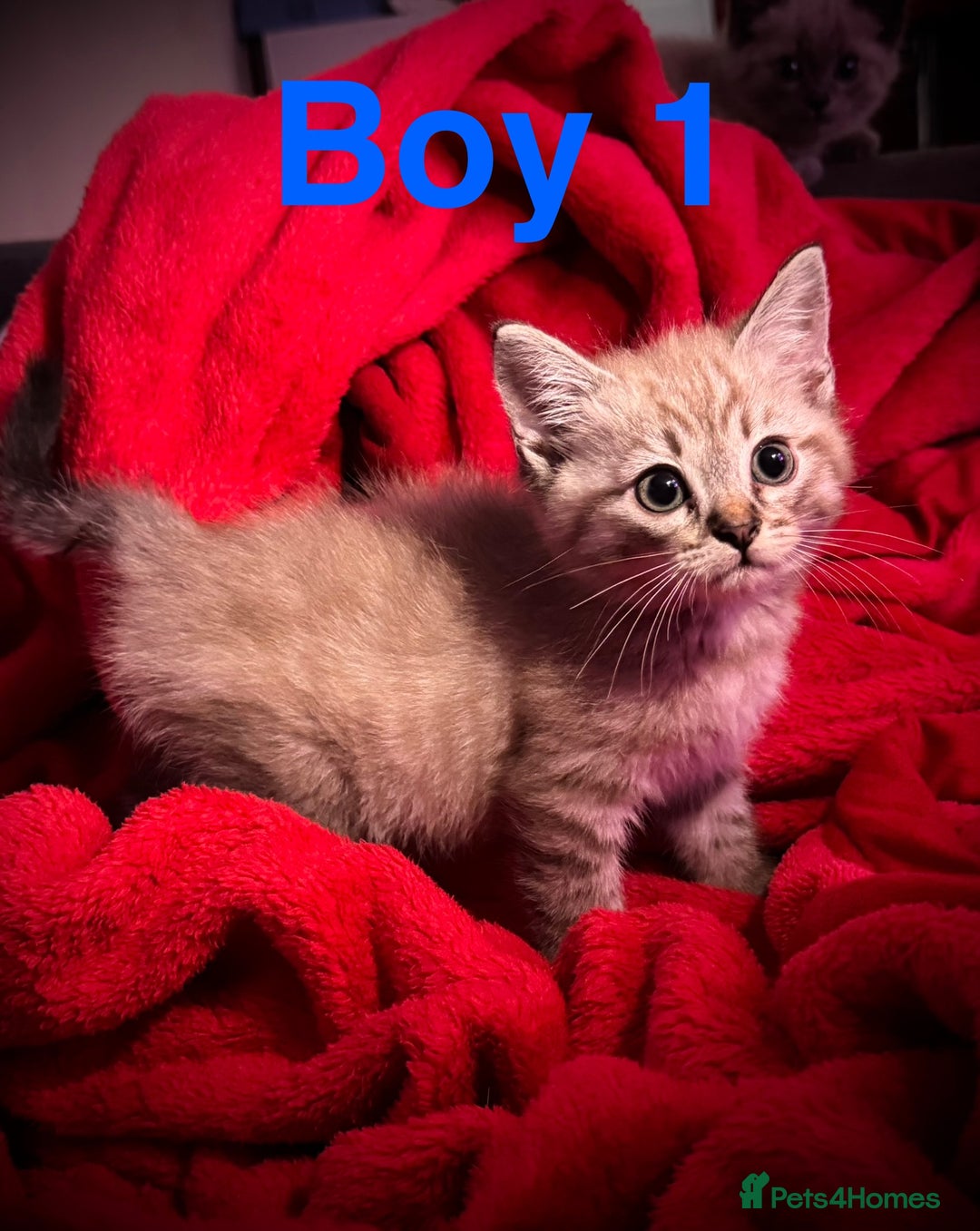 Siamese cats for sale: Last 2 Gorgeous Siamese Boys  - Image 1