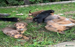 Mixed Breed dogs for sale: Mini Jack Russell X daxijack - Image 2