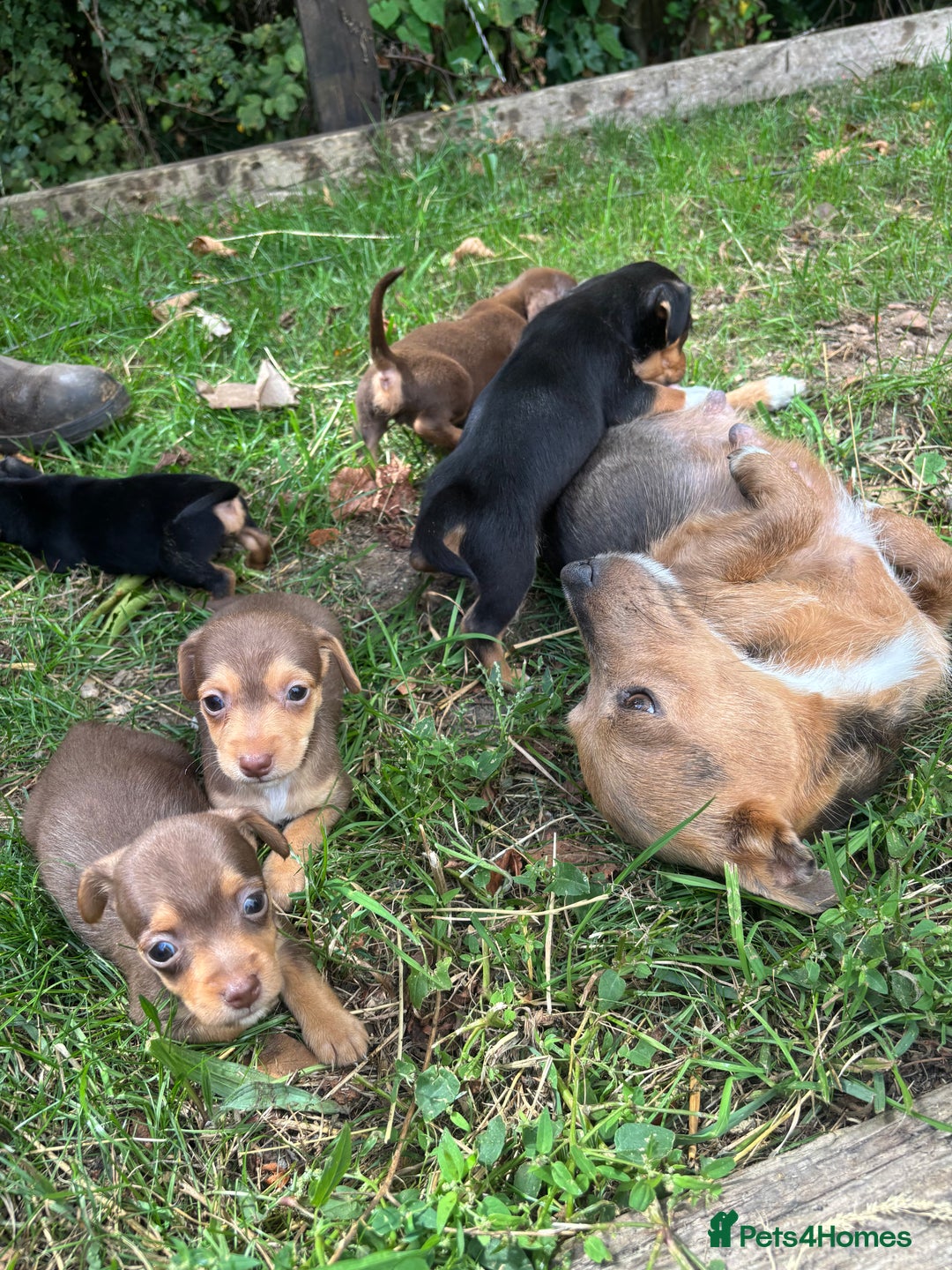 Mixed Breed dogs for sale: Mini Jack Russell X daxijack - Image 2