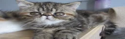 Exotic cats for sale: Gorgeous Exotic kittens - Advert 16