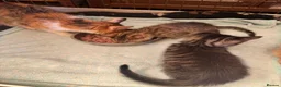 Mixed Breed cats for sale: Kittens  - Advert 4
