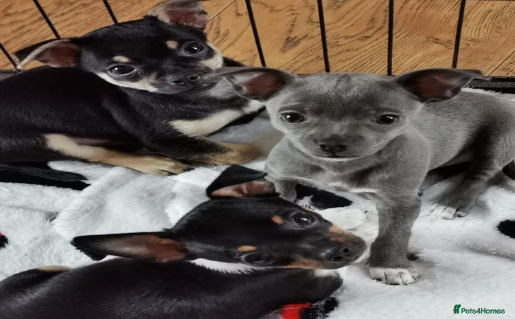 Chihuahua dogs - Advert 4