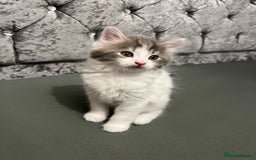 British Longhair cats for sale: Gorgeous fluffy kittens looking for forever home - Image 12