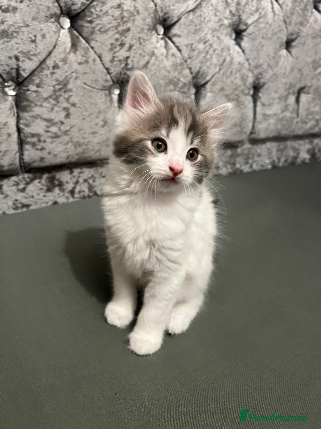 British Longhair cats for sale: Gorgeous fluffy kittens looking for forever home - Image 12