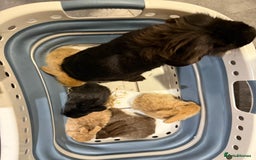 Mini Lion Lop rabbits for sale: Baby mini lion head x loop eared  - Advert 1