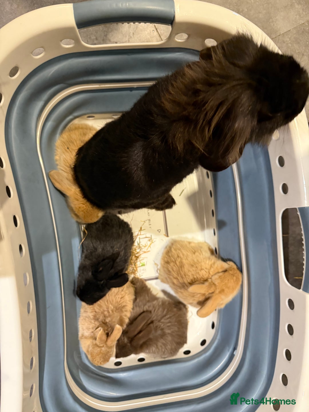 Mini Lion Lop rabbits for sale: Baby mini lion head x loop eared  - Advert 1