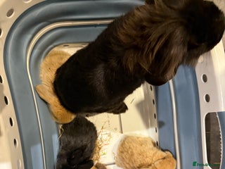 Mini Lion Lop rabbits Baby mini lion head x loop eared - Advert 2