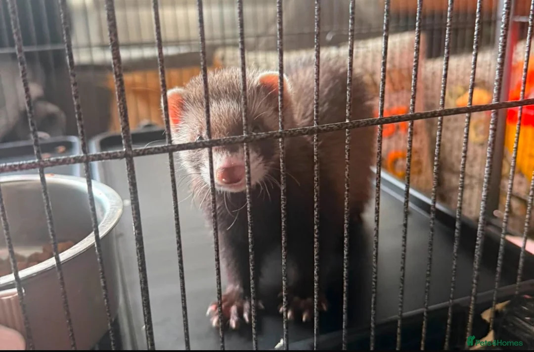 Ferret rodents for sale: Ferret kitts  in Tamworth - Advert 2