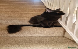Maine Coon cats for sale: Pure maine coon kittens - Image 28