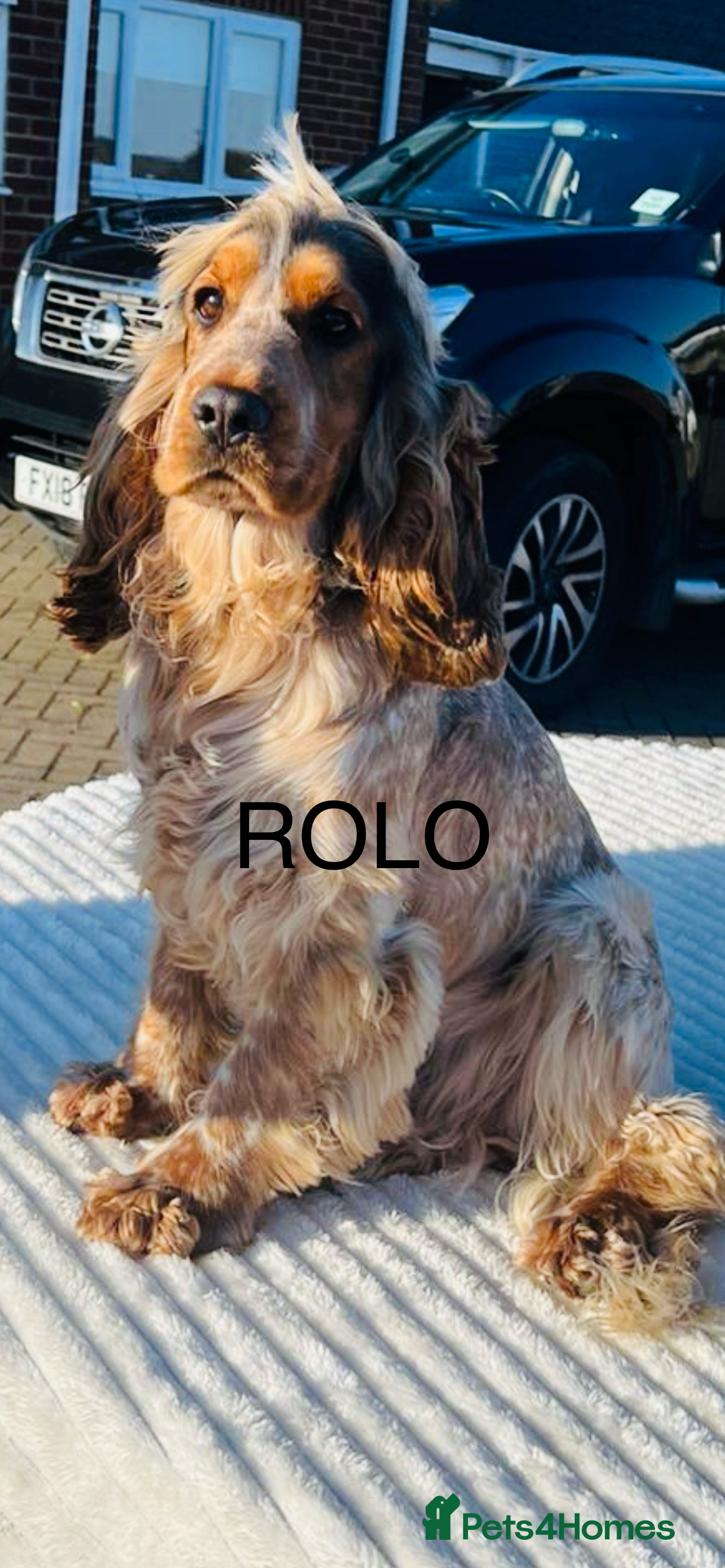 Cocker Spaniel dogs 2 PROVEN/HEALTH CLEAR KC Show Cocker Spaniels Stud in Shildon - Advert 1