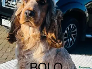 Cocker Spaniel dogs 2 PROVEN/HEALTH CLEAR KC Show Cocker Spaniels Stud in Shildon - Advert 1