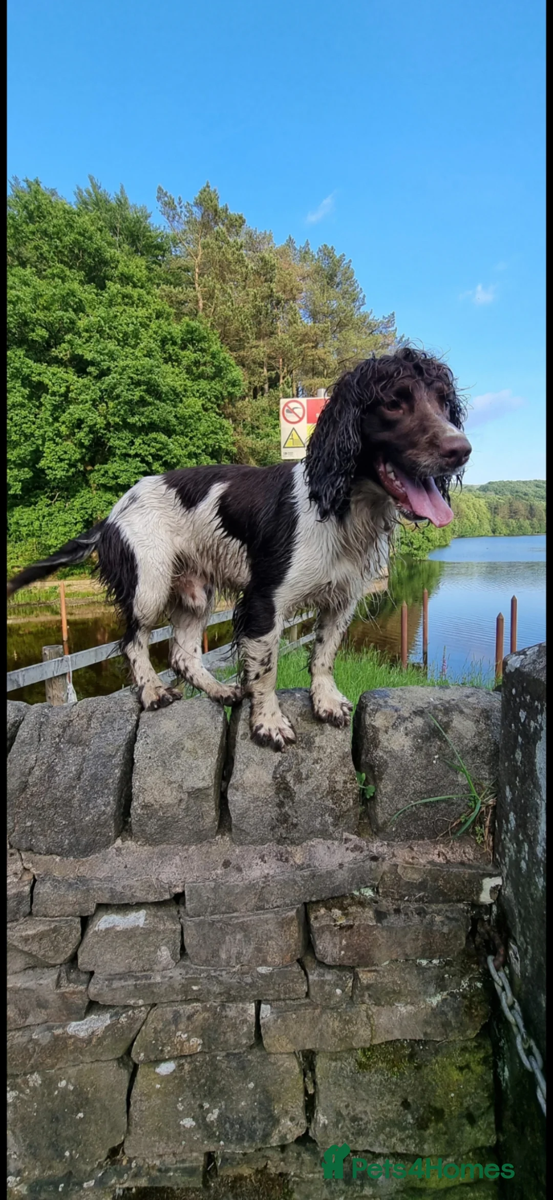English Springer Spaniel dogs for stud: KC SPRINGER SPANIEL STUD - DNA HEALTH TESTED  - Advert 2