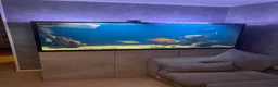 Cichlids fish for sale: Oscar fish and silver Arowana for sale - Advert 2