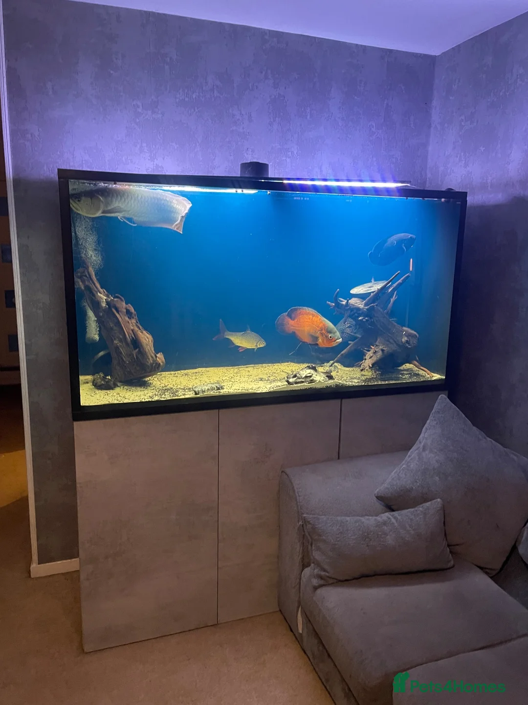 Cichlids fish for sale: Oscar fish and silver Arowana for sale - Advert 2