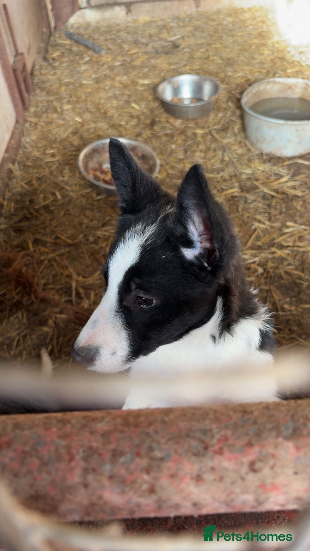 Smooth Collie dogs for sale: Collie pups for sale  - Advert 14