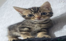 Maine Coon cats for sale: Maine coon x kittens  - Image 10