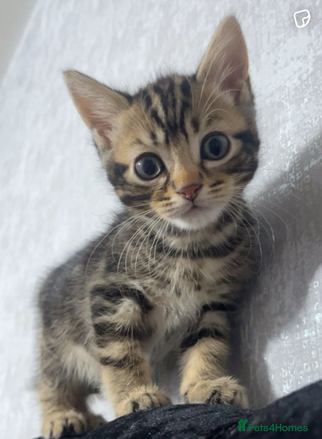 Maine Coon cats for sale: Maine coon x kittens  - Image 10