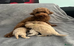 Maltipoo dogs for sale: 5 beautiful Maltese pups for sale - Image 6