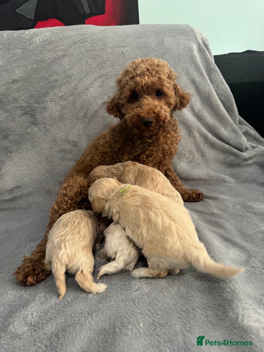 Maltipoo dogs for sale: 5 beautiful Maltese pups for sale - Image 6